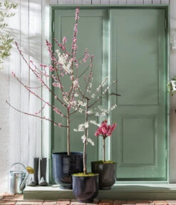 Pfirsich 'Rubira', Rotblättrig -Gartenmöbel Store 7728819 WE MO 001 PfirsichPrunusPersica Content Fruehlingsstory 2023