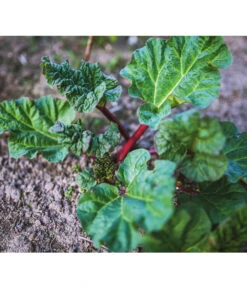 Dehner Gourmet Garten Himbeer-Rhabarber -Gartenmöbel Store 7736028 PR 001 RheumRhabarberPixabay