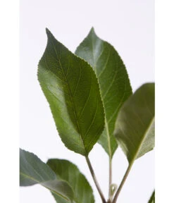 Sommerapfel 'Roter James Grieve' 9 Sommerapfel 'Roter James Grieve' -Gartenmöbel Store 7745730 PR DE 001 ApfelRoterJamesGrieveMalusBusch95LiterDehnerExpressZS