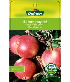 Sommerapfel 'Roter James Grieve' 10 Sommerapfel 'Roter James Grieve' -Gartenmöbel Store 7745730 SommerapfelRoterJamesGrieve Etikett 1