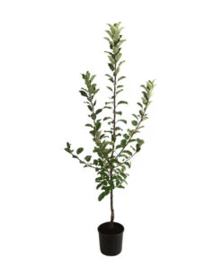 Allergikerapfel 'Santana' 7 Allergikerapfel 'Santana' -Gartenmöbel Store 7750631 WE FS 001 ApfelbaumMalusApfelSantanaAllergikerapfel