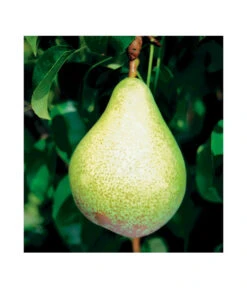 Säulenbirne 'Condo' -Gartenmöbel Store 7754997 BildFS 001 SaeulenbirneCondoSaeulenbirneCondoS