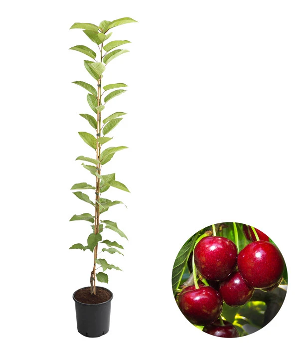 Säulenkirsche 'Sylvia' 3 Säulenkirsche 'Sylvia'