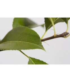 Süßkirsche 'Sunburst' 9 Süßkirsche 'Sunburst' -Gartenmöbel Store 7760614 PR DE 001 KirscheSunburstPrunusBusch95LiterDehnerExpressZS