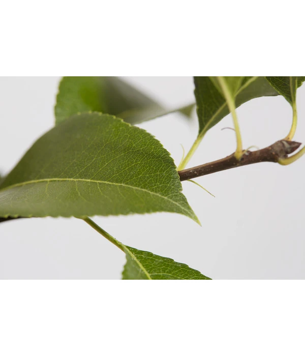 Süßkirsche 'Sunburst' 6 Süßkirsche 'Sunburst' – Bild 4