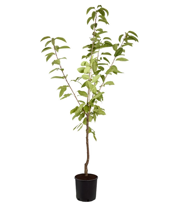 Süßkirsche 'Sunburst' 4 Süßkirsche 'Sunburst' – Bild 2