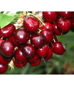 Süßkirsche 'Sunburst' 8 Süßkirsche 'Sunburst' -Gartenmöbel Store 7760614 PR MO 001 KirscheSunburst