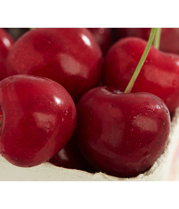 Süßkirsche 'Sunburst' 3 Süßkirsche 'Sunburst'