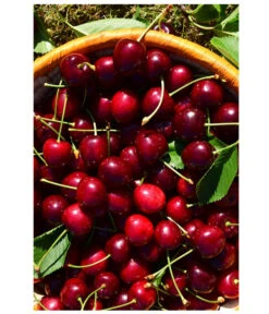 Kirschen-Duo 'Sunburst/Burlat' 9 Kirschen-Duo 'Sunburst/Burlat' -Gartenmöbel Store 7760713 WE MO 001 KirschenDuoSunurstBurlat Pixabay