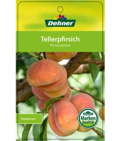 Dehner Tellerpfirsich -Gartenmöbel Store 7763378 Tellerpfirsich Etikett 1