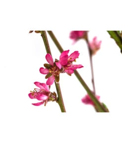 Teller-Nektarine 'Honey®' 9 Teller-Nektarine 'Honey®' -Gartenmöbel Store 7763394 WE DE 003 PrunusTellernektarineHoney