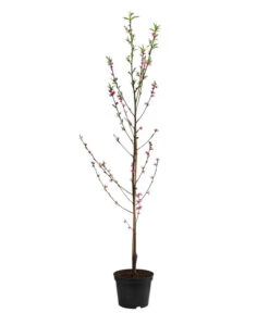 Teller-Nektarine 'Honey®' 8 Teller-Nektarine 'Honey®' -Gartenmöbel Store 7763394 WE FS 002 PrunusTellernektarineHoney