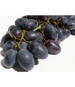 Tafeltraube 'Georg' 9 Tafeltraube 'Georg' -Gartenmöbel Store 7773575 WE DE 001 VitisWeinGeorgPixabay