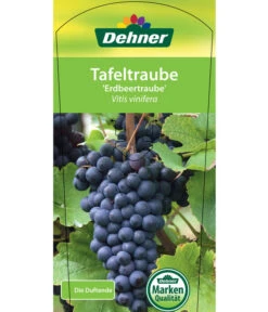 Tafeltraube 'Erdbeertraube' 8 Tafeltraube 'Erdbeertraube' -Gartenmöbel Store 7773708 TafeltraubeErdbeertraube Etkett 1
