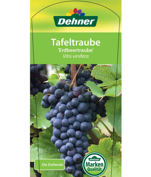 Tafeltraube 'Erdbeertraube' 5 Tafeltraube 'Erdbeertraube' – Bild 3