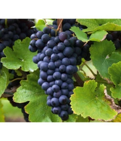 Tafeltraube 'Erdbeertraube'