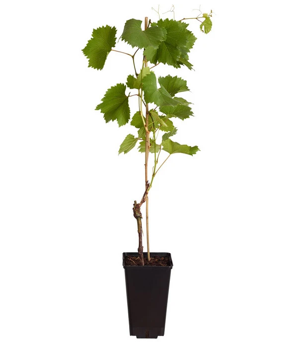 Tafeltraube 'Erdbeertraube' 4 Tafeltraube 'Erdbeertraube' – Bild 2