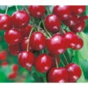 Sauerkirsche 'Vowi' -Gartenmöbel Store 7773757 BildFS 001 SauerkirscheVowiVowiSauerkirscheHa