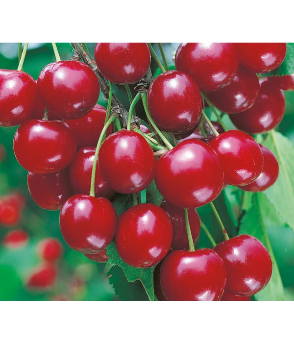 Sauerkirsche 'Vowi' 3 Sauerkirsche 'Vowi'