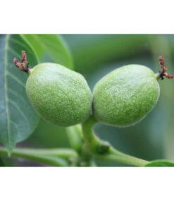 Weinheimer Walnuss Klon 139 7 Weinheimer Walnuss Klon 139 -Gartenmöbel Store 7776818 WE DE WeinheimerWalnussKlon139Pixabay