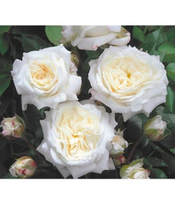 Edelrosen-Mix 'Nostalgie®' -Gartenmöbel Store 7800063 BildD 001 EdelrosenNostalgieMixNostalgieRosenTantauRet