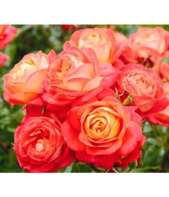 Edelrosen-Mix 'Nostalgie®' -Gartenmöbel Store 7800063 BildD 005 EdelrosenNostalgieMixNostalgieRosenTantauRet