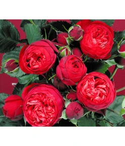 Edelrosen-Mix 'Nostalgie®' -Gartenmöbel Store 7800063 BildD 007 EdelrosenNostalgieMixNostalgieRosenTantauRet