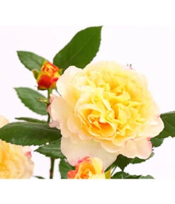 Edelrosen-Mix 'Nostalgie®' -Gartenmöbel Store 7800063 PR DE 001 NostalgieRosen6LiterEdelroseAquarellDehnerExpressHerzig