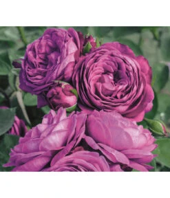 Edelrosen-Mix 'Nostalgie®' -Gartenmöbel Store 7800063 PR MO 001 RoseHeidiKlumRosenTantauRet