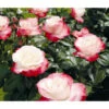 Edelrose 'Nostalgie®' -Gartenmöbel Store 7801541 PR DE 001 EdelroseNostalgieTantauRet