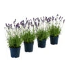 Duft-Lavendel 'Felice', 4er-Set -Gartenmöbel Store 7805773 WE FS 001 LavendelpaketDuftLavendelAngustifoliaFeliceLavandula4Pflanzen