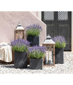 Dehners Bienen-Lavendel, 4er-Set -Gartenmöbel Store 7805773 WE MO 001 Lavendel