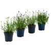 Lavendel-Set Lavendel-Vielfalt, 4-teilig 1 Lavendel-Set Lavendel-Vielfalt, 4-teilig -Gartenmöbel Store 7805781 WE FS 001 LavendelpaketMixLavandula4PflanzenT12