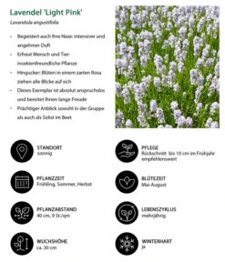 Lavendel-Set Lavendel-Vielfalt, 4-teilig -Gartenmöbel Store 7805781 WE IG 001 LavendelLightPinkAngustifoliaLightPinkLuckner