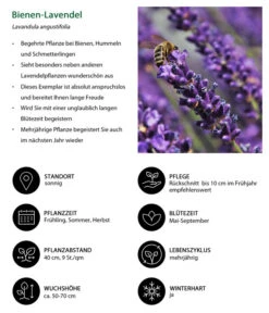 Lavendel-Set Lavendel-Vielfalt, 4-teilig -Gartenmöbel Store 7805799 WE IG 001 BienenLavendel