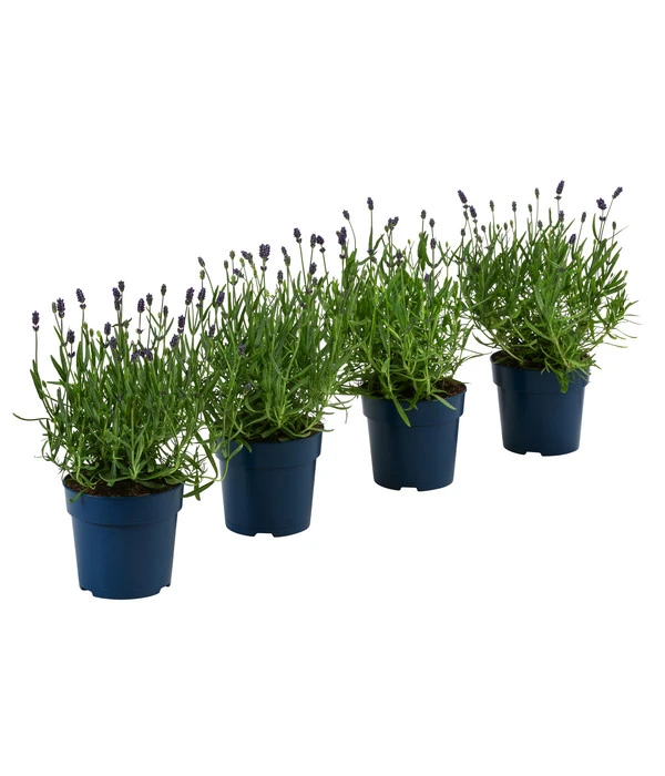 Schmetterlings-Lavendel 'Royal Blue', 4er-Set 3 Schmetterlings-Lavendel 'Royal Blue', 4er-Set