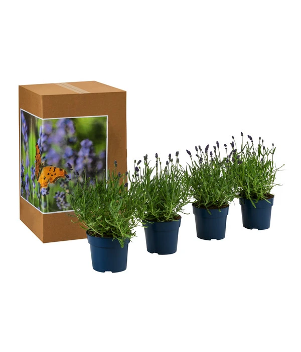 Schmetterlings-Lavendel 'Royal Blue', 4er-Set 4 Schmetterlings-Lavendel 'Royal Blue', 4er-Set – Bild 2