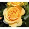 Edelrose 'Candlelight®' -Gartenmöbel Store 7827215 PR DE 001 EdelroseCandlelightTantau