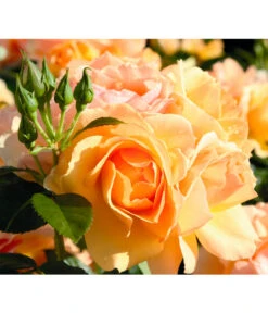 Beetrose 'Hansestadt Rostock®' -Gartenmöbel Store 7866551 BildD 001 BeetroseHansestadtRostockHansestadtRostock6L