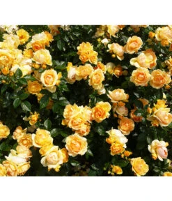 Beetrose 'Hansestadt Rostock®'