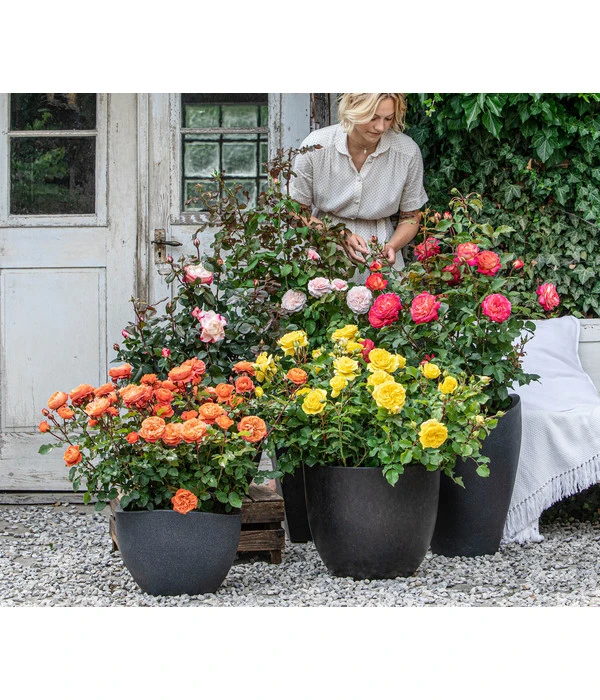 Edelrose 'Nostalgie®' 4 Edelrose 'Nostalgie®' – Bild 2