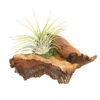 Tillandsien-Arrangement Auf Mopani-Wurzel - Tillandsia Hybride, 2-teilig 2 Tillandsien-Arrangement Auf Mopani-Wurzel - Tillandsia Hybride, 2-teilig -Gartenmöbel Store 7977606 WE FS 001 TIllandsienAufMopaniwurzelS1PflanzeDehnerExpressHerzig