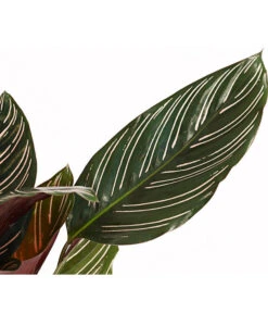 Korbmarante - Calathea Ornata -Gartenmöbel Store 7977887 PR DE 001 CalatheaOrnataKorbmarantheT14StreckeDehnerExpressHerzig
