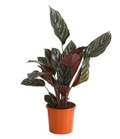 Korbmarante - Calathea Ornata