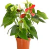 Flamingoblumen-Duo - Anthurium Andreanum -Gartenmöbel Store 7978026 PR FS 001 AnthuriumAndreanumFlamingoblumeTwinT14DehnerExpressHerzig
