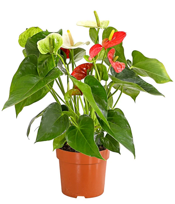 Flamingoblumen-Duo - Anthurium Andreanum 3 Flamingoblumen-Duo - Anthurium Andreanum