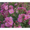 Bodendeckerrose 'Bienenweide®', Rosa -Gartenmöbel Store 7978125 PR DE 001 RoseBienenweideHellrotTantau