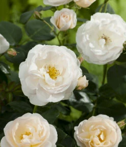 Beetrose 'Martin Luther Rose®' 9 Beetrose 'Martin Luther Rose®' -Gartenmöbel Store 7978232 PR DE 001 RoseMartinLutherTantau