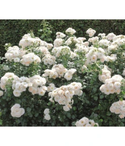 Beetrose 'Martin Luther Rose®' 8 Beetrose 'Martin Luther Rose®' -Gartenmöbel Store 7978232 PR DE 004 RoseMartinLutherTantau