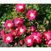 Bodendeckerrose 'Lipstick®' -Gartenmöbel Store 7978356 PR DE 001 RoseLipstickTantau